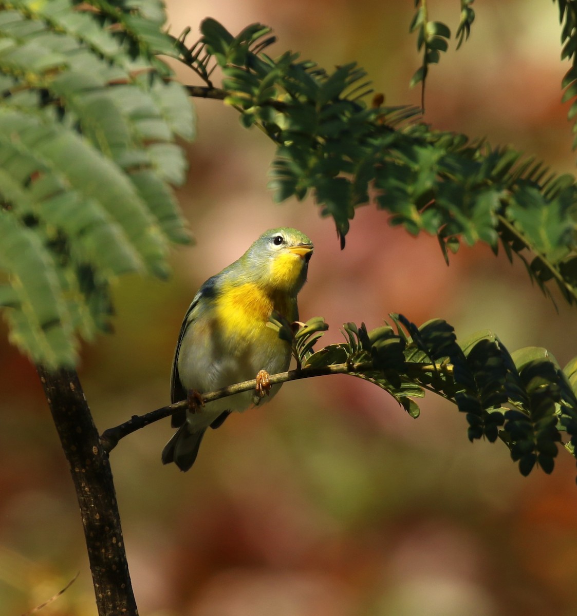 Northern Parula - ML643988010
