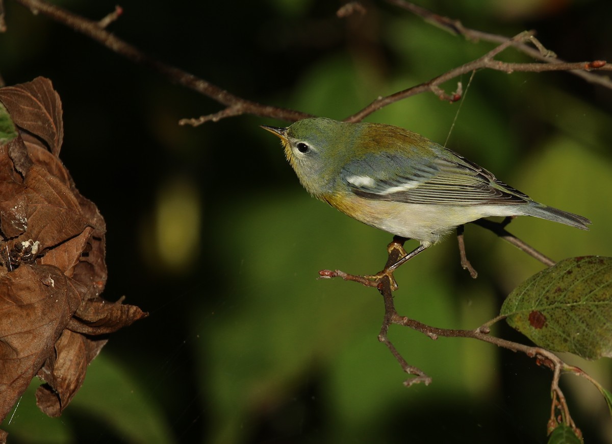 Northern Parula - ML643988011