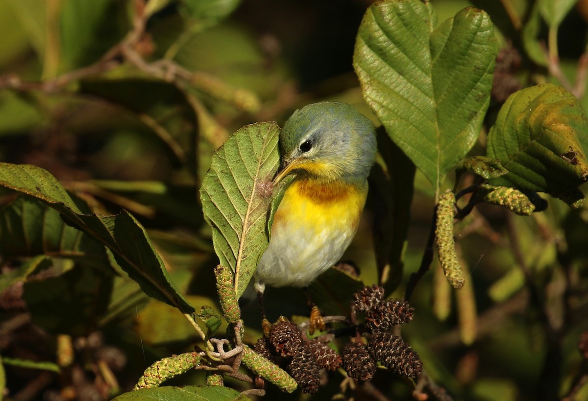 Northern Parula - ML643988012