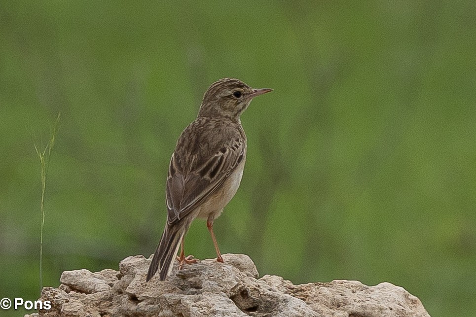 Blyth's Pipit - ML643988026