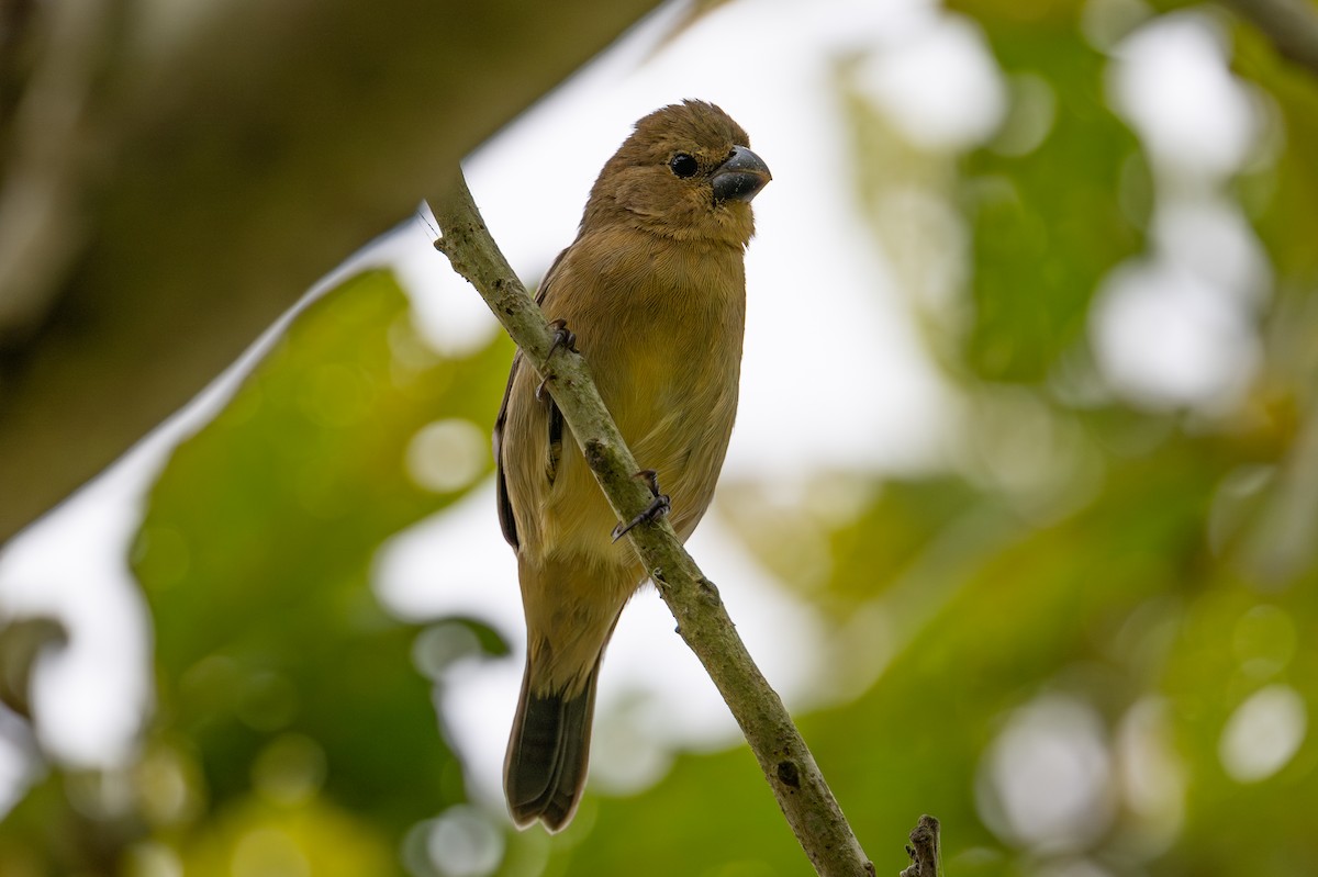 Gray Seedeater - ML643988048