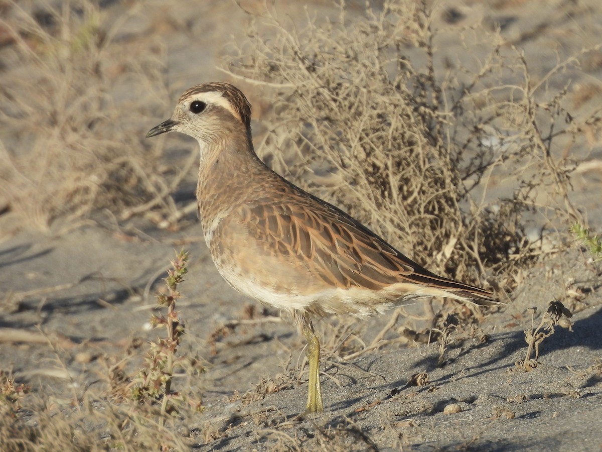 Eurasian Dotterel - ML643988050
