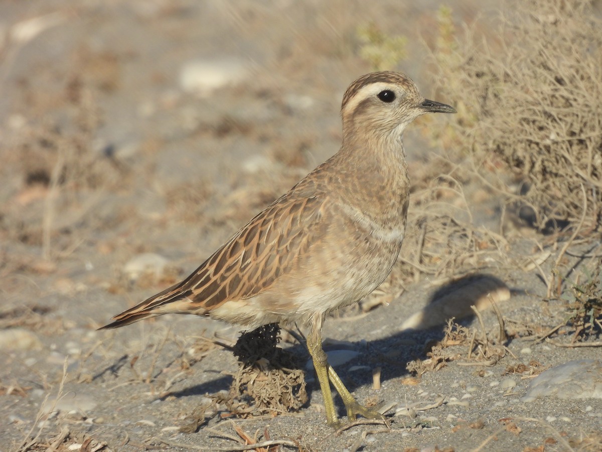 Eurasian Dotterel - ML643988051