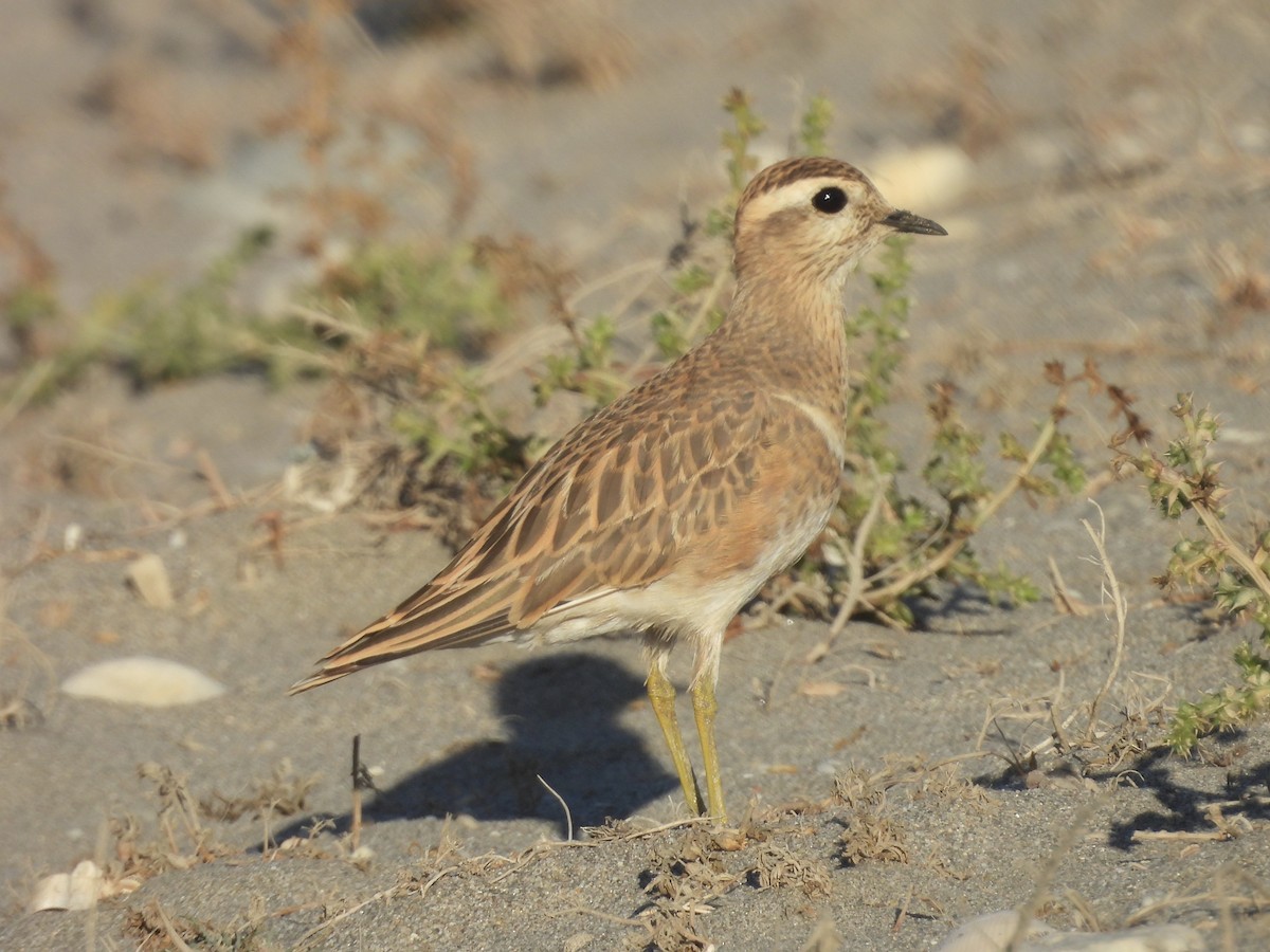 Eurasian Dotterel - ML643988052