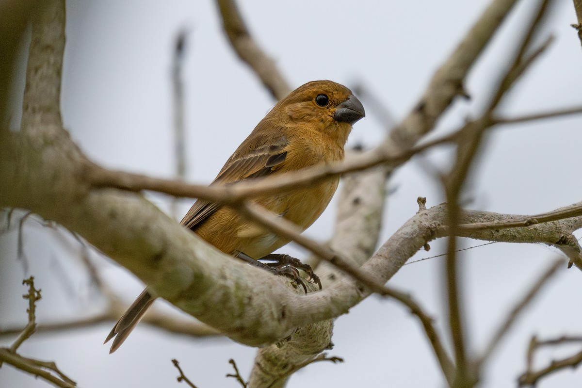Gray Seedeater - ML643988085