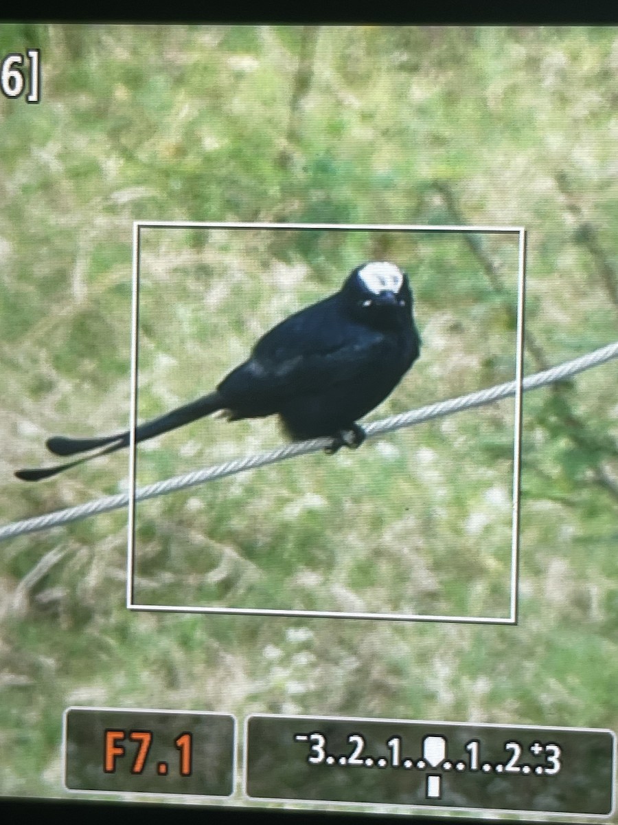 Дронго чорний - ML643988114