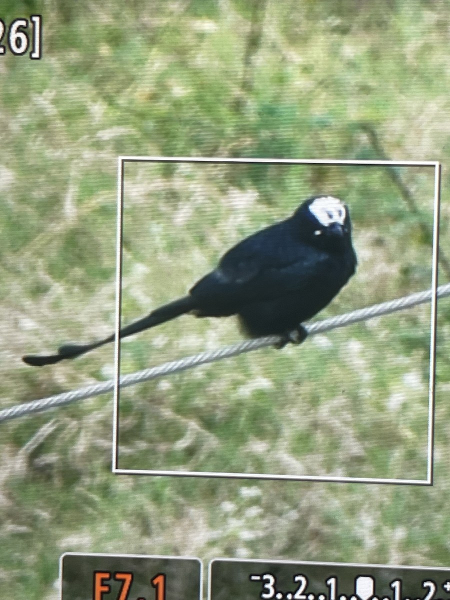 Дронго чорний - ML643988115