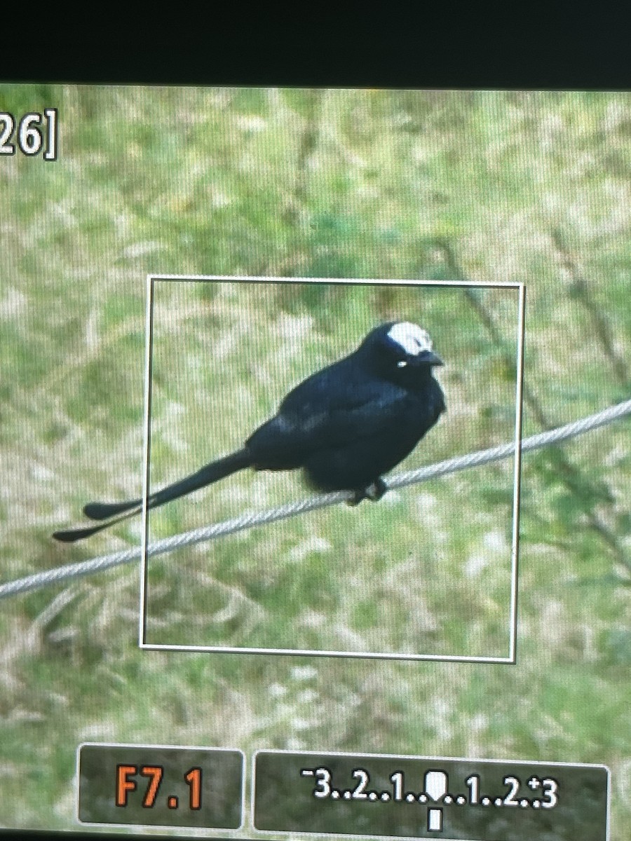 Дронго чорний - ML643988116