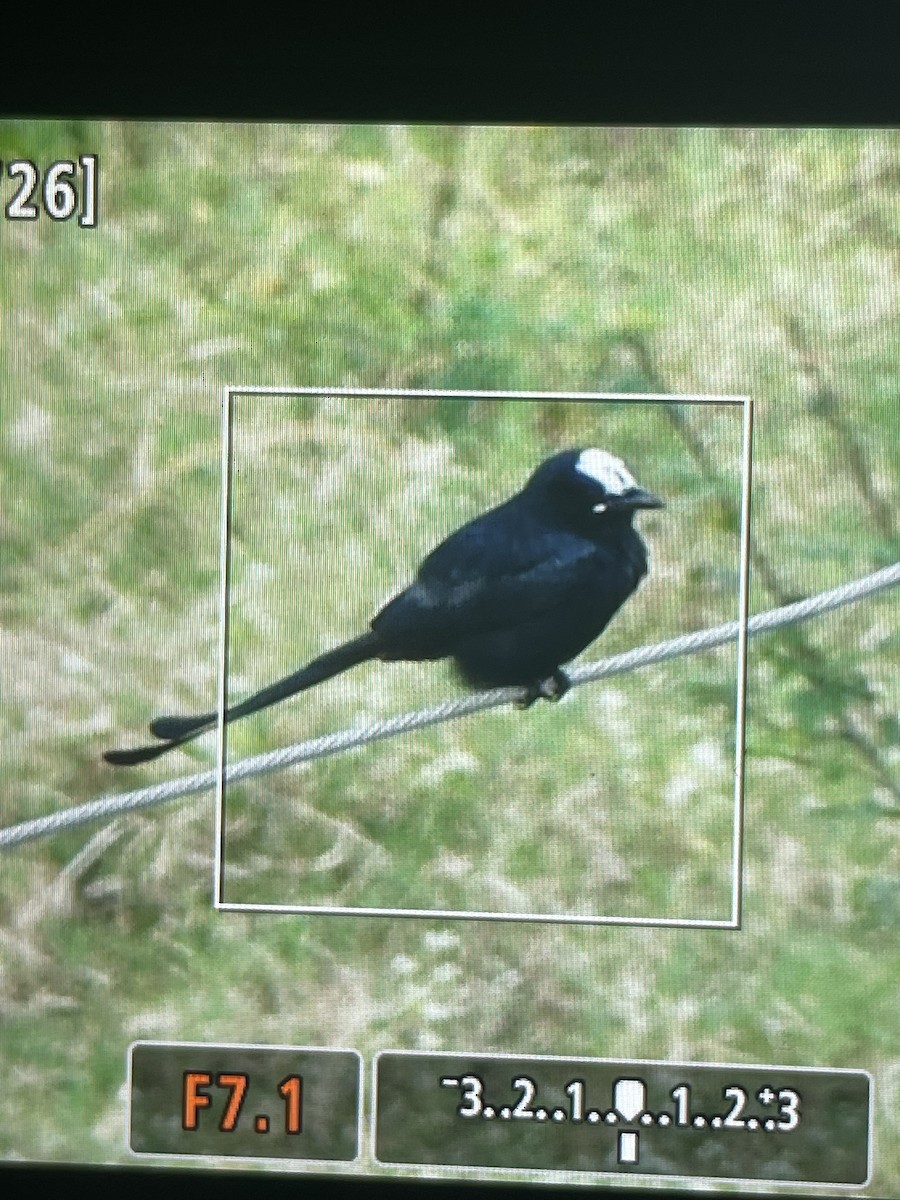 Дронго чорний - ML643988117