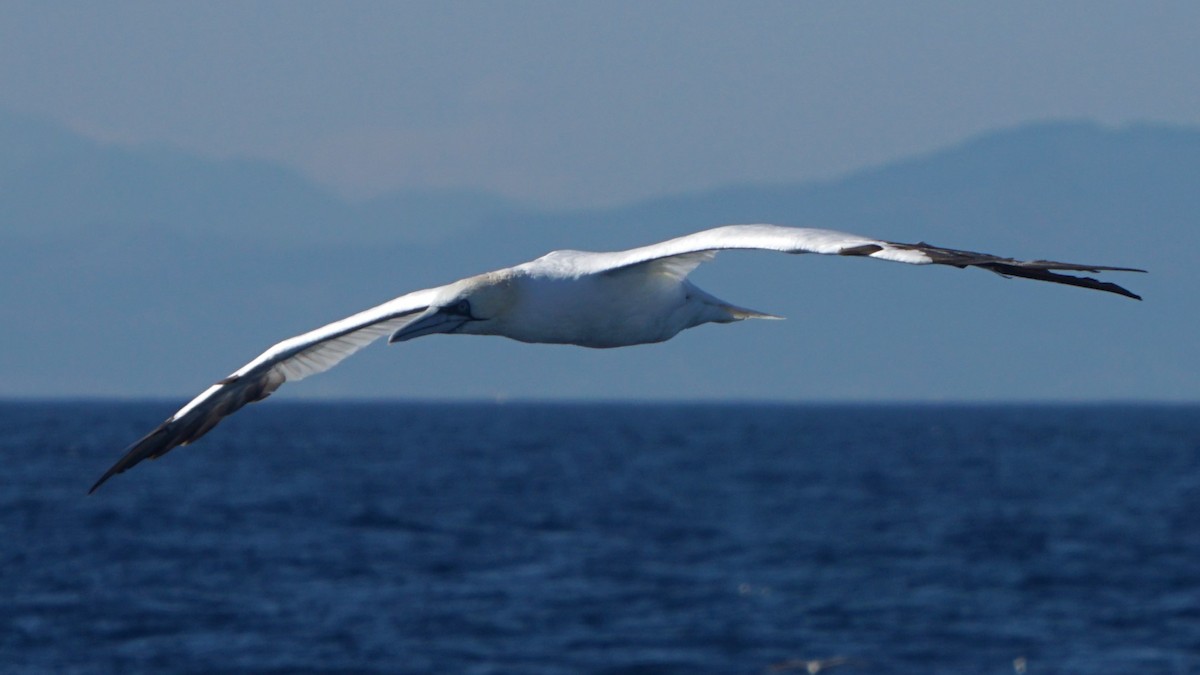 Northern Gannet - ML643988119