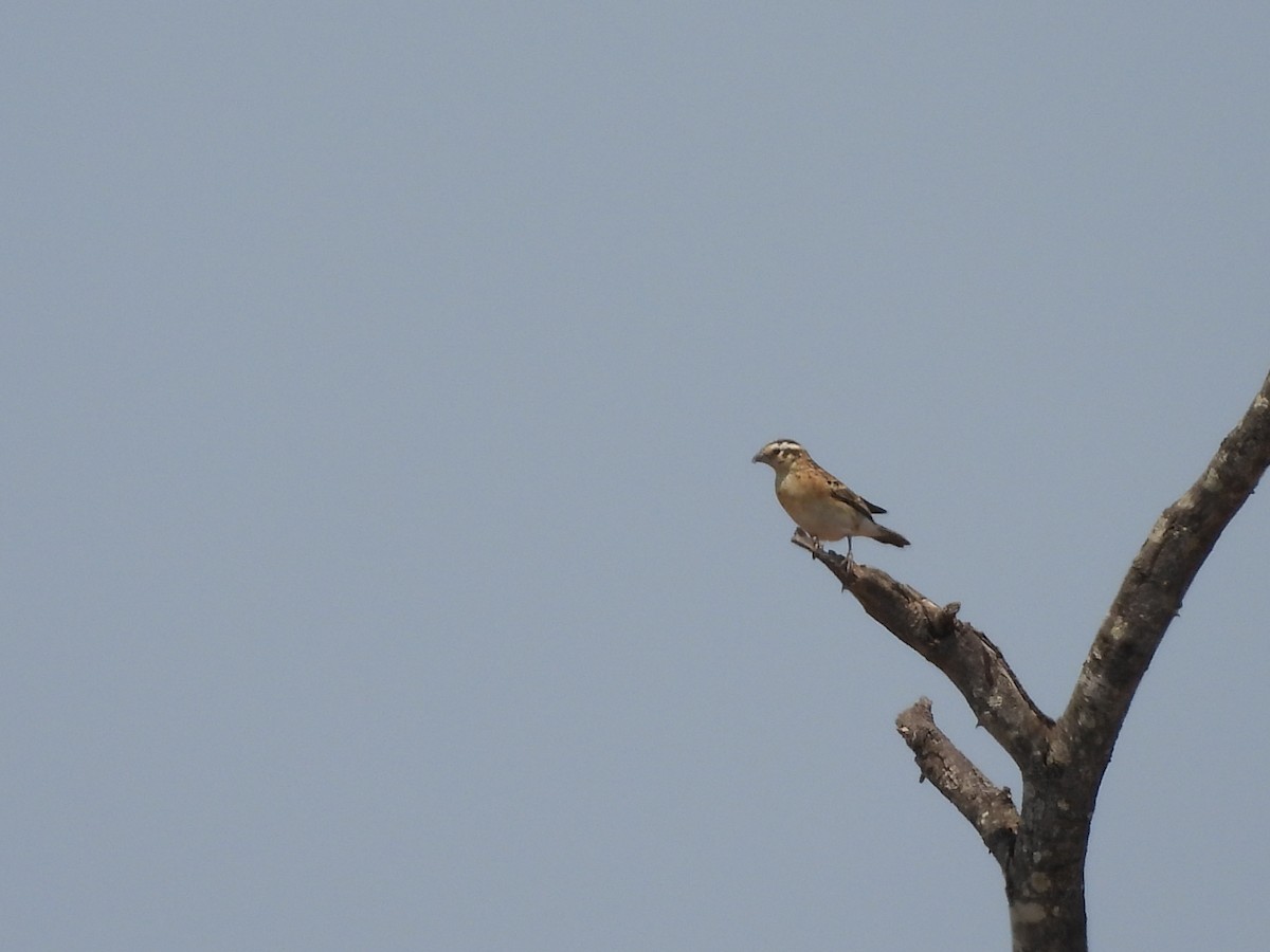 Eastern Paradise-Whydah - ML643988145