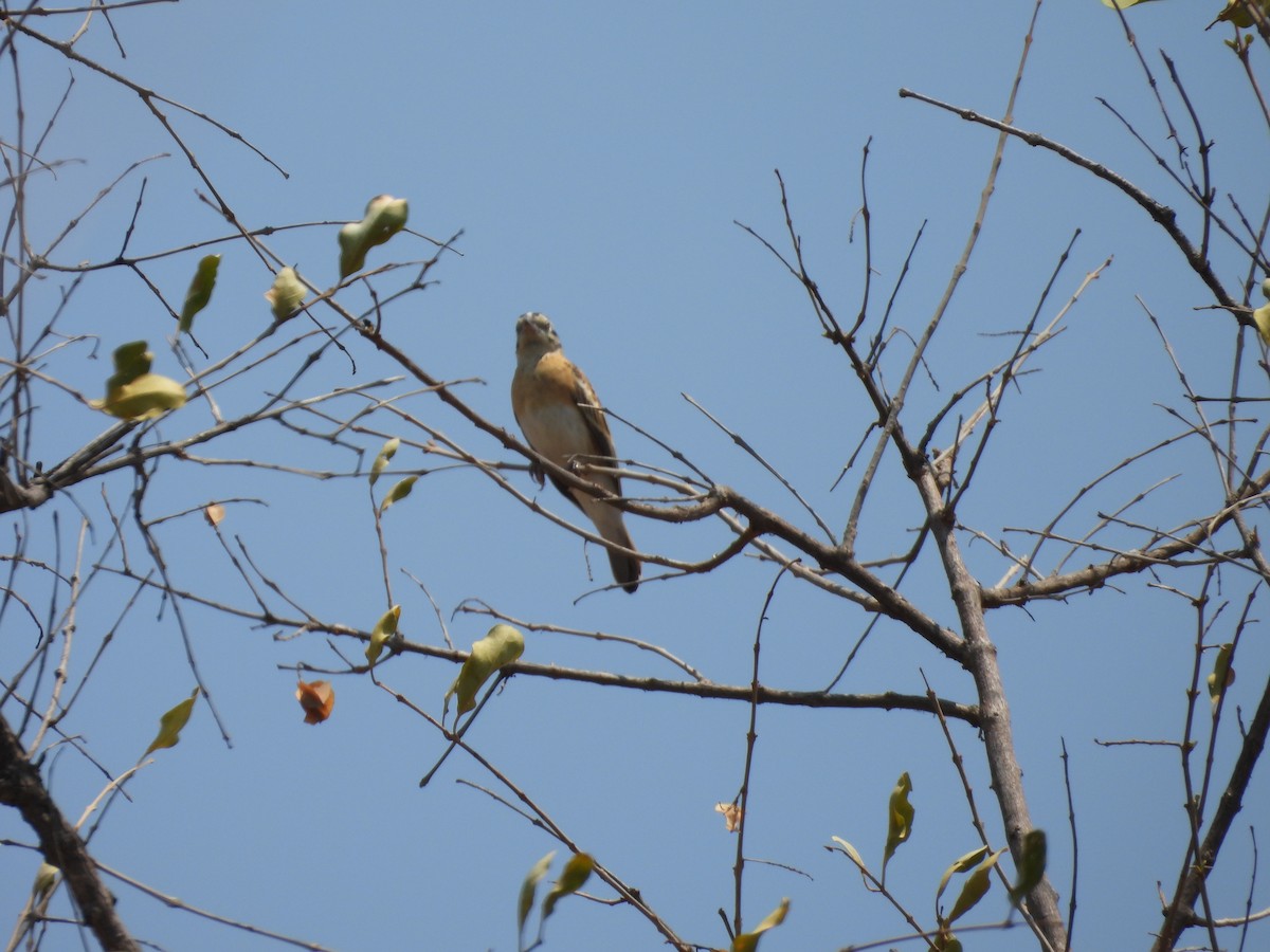 Eastern Paradise-Whydah - ML643988154