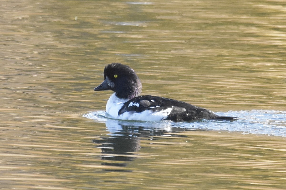 Barrow's Goldeneye - ML643988162