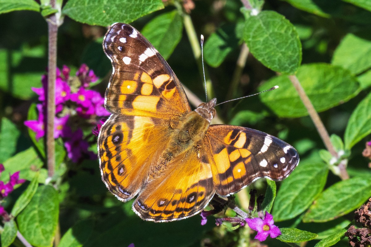 American Lady - ML643988169