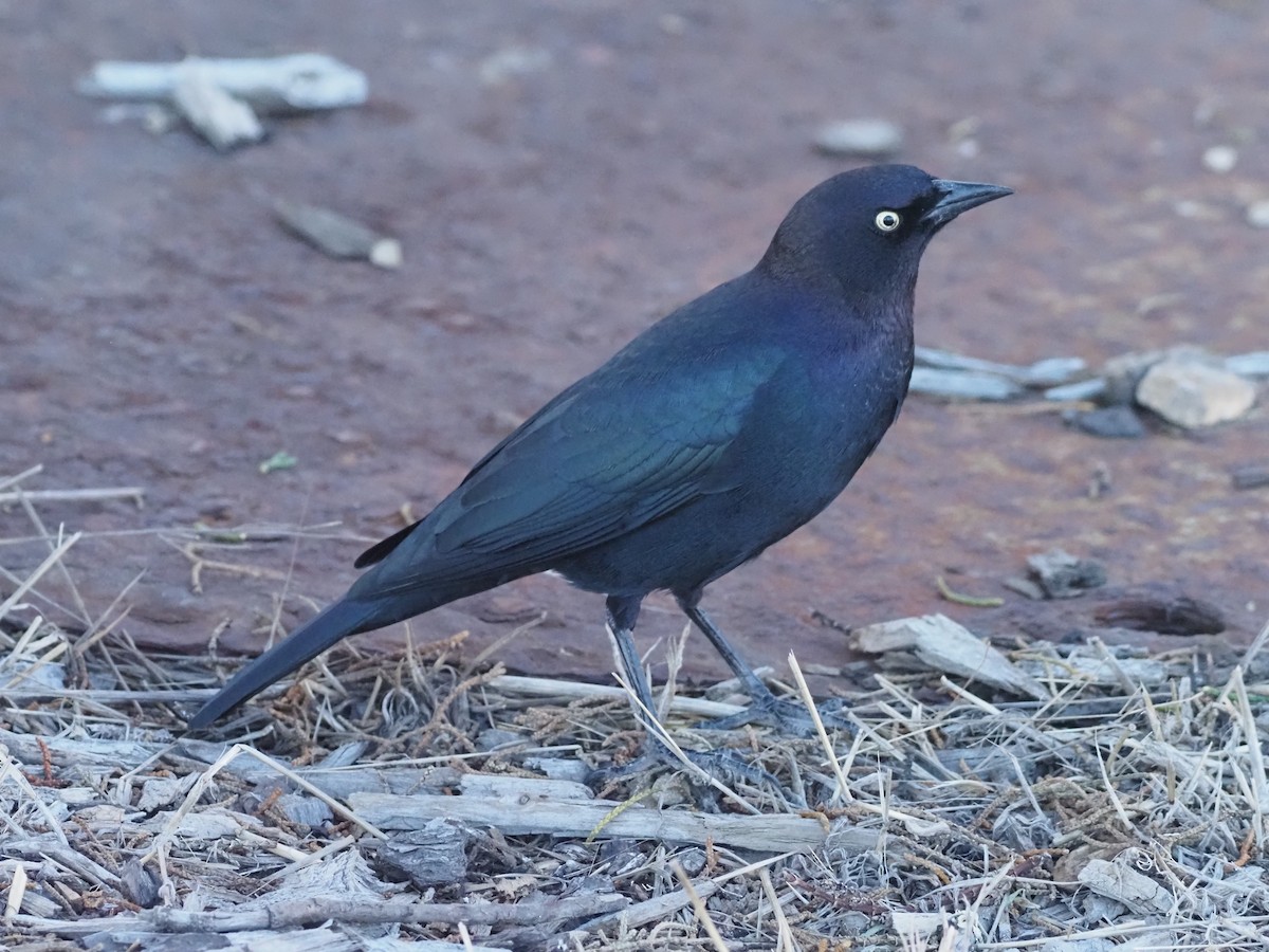 Brewer's Blackbird - ML643988171