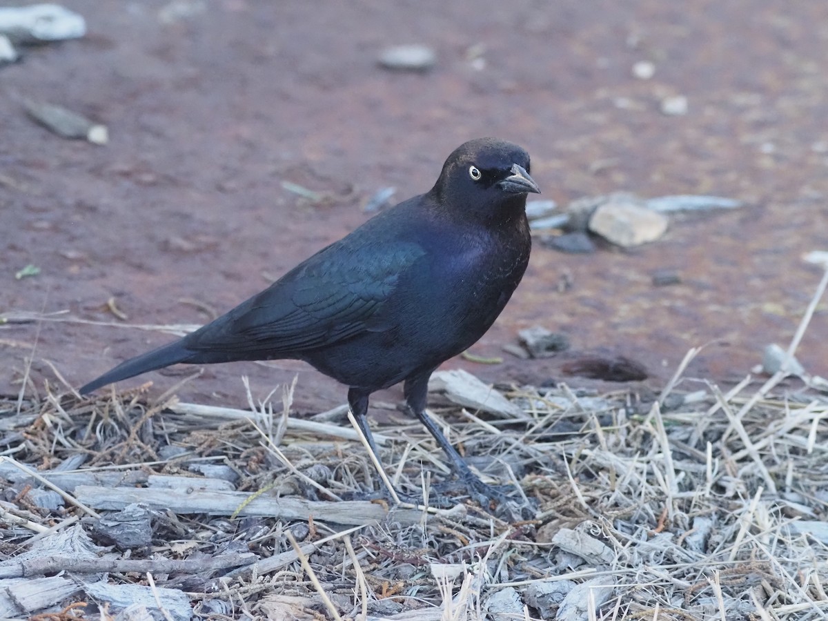 Brewer's Blackbird - ML643988172