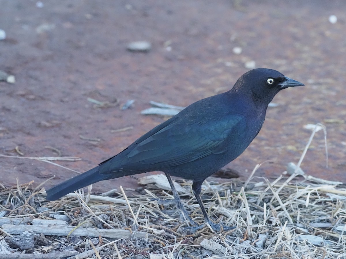 Brewer's Blackbird - ML643988173