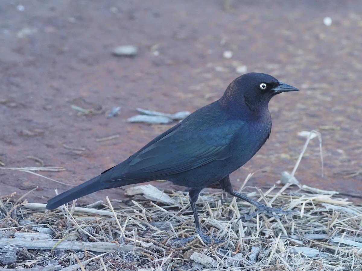 Brewer's Blackbird - ML643988174