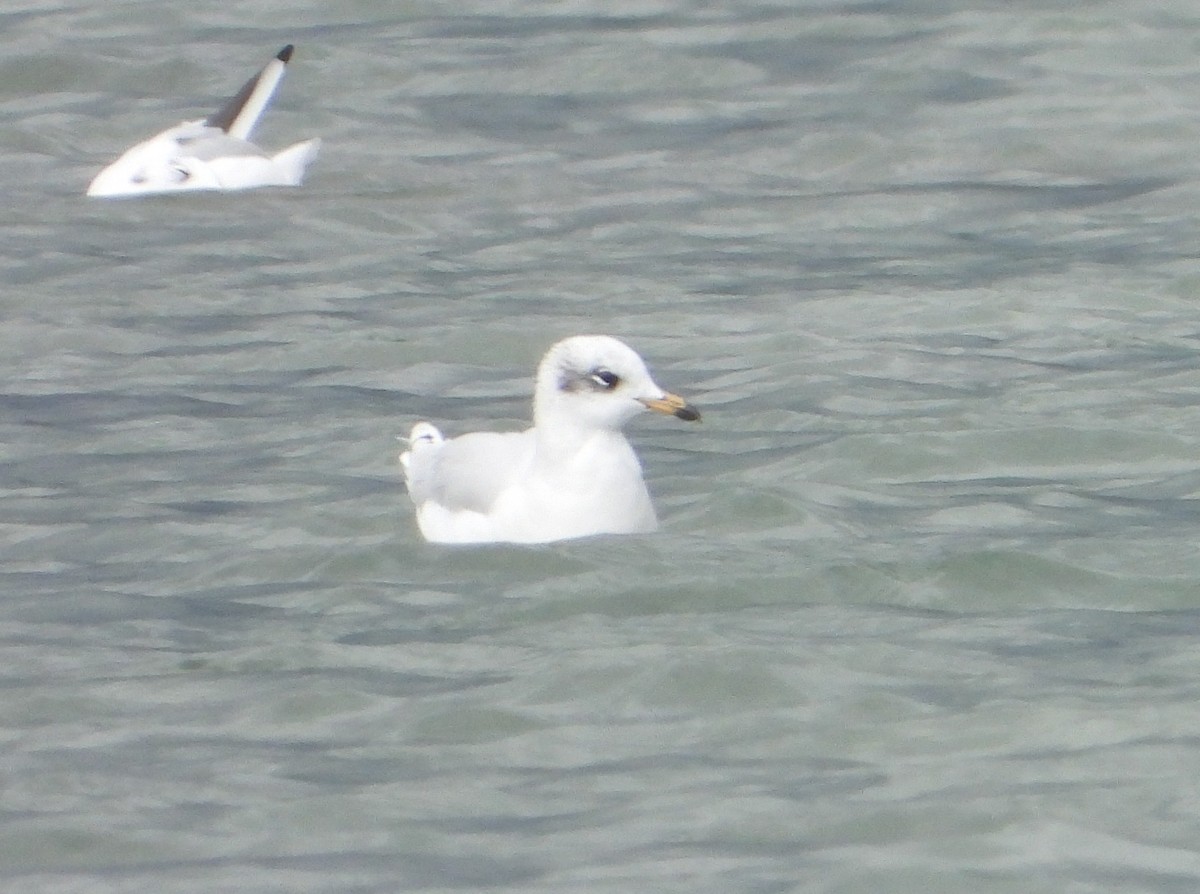 Mediterranean Gull - ML643988182