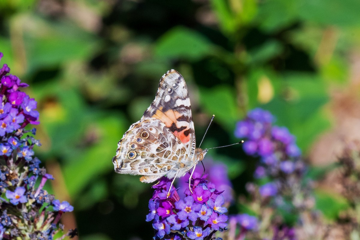 Painted Lady - ML643988196