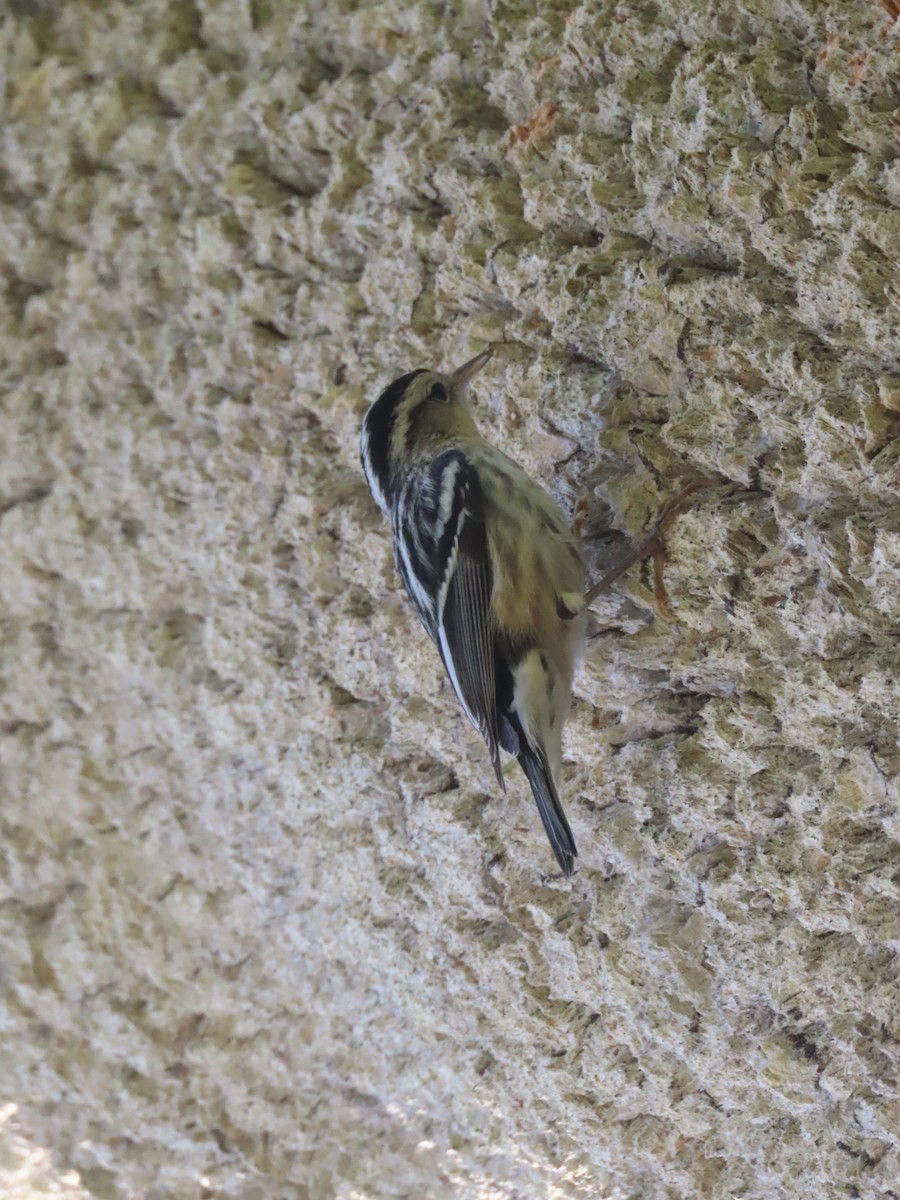 Black-and-white Warbler - ML643988199