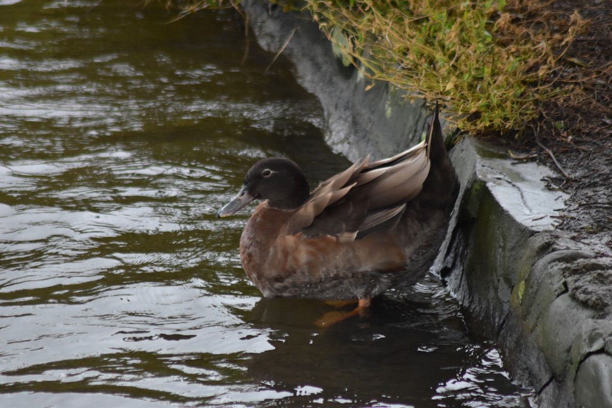 雑種 ノバリケン ｘ マガモ - ML643988218