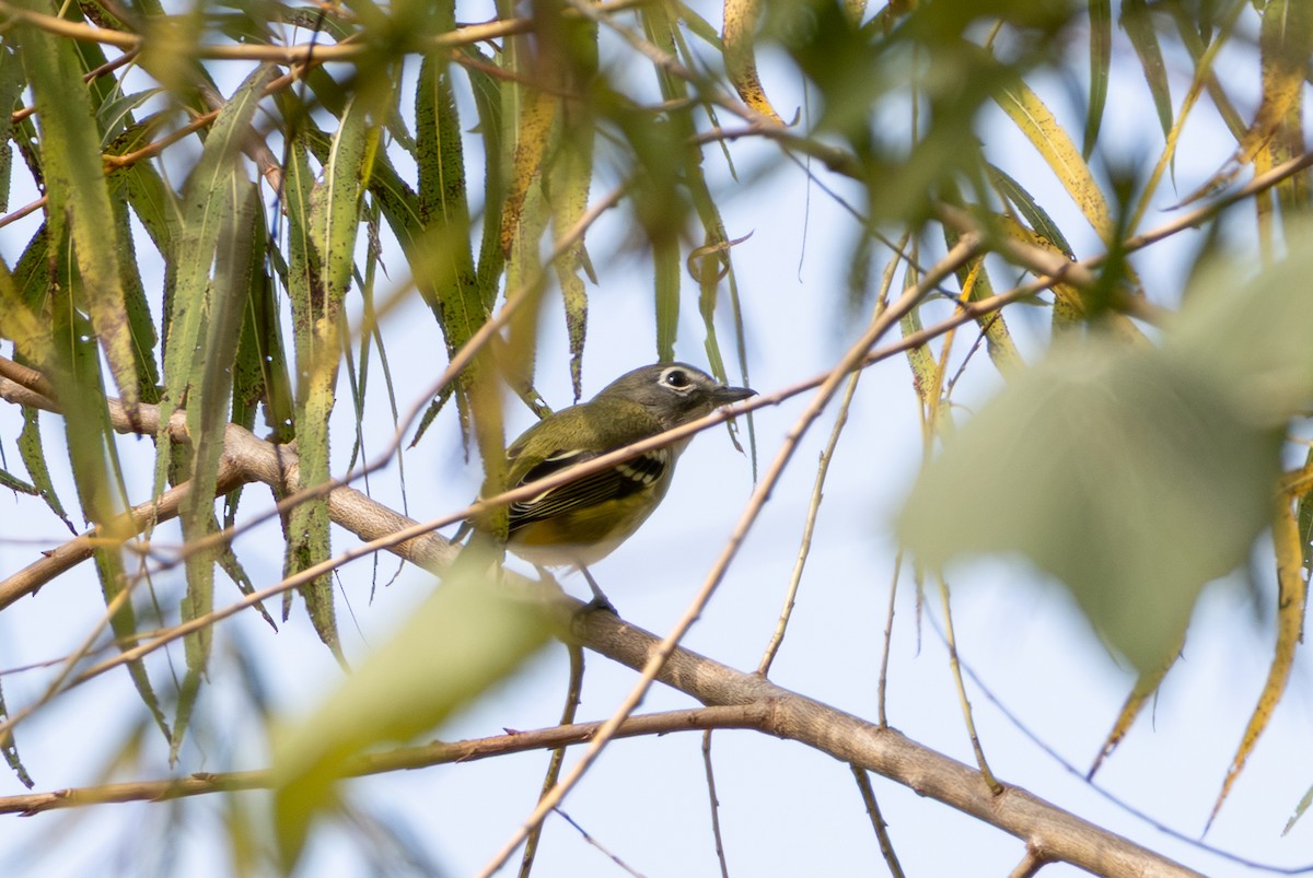 Graukopfvireo - ML643988226