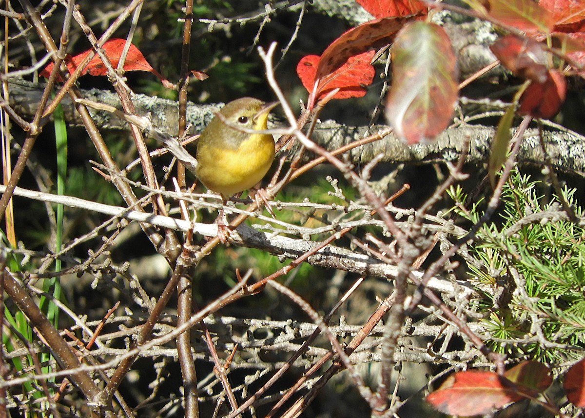 Common Yellowthroat - ML643988229