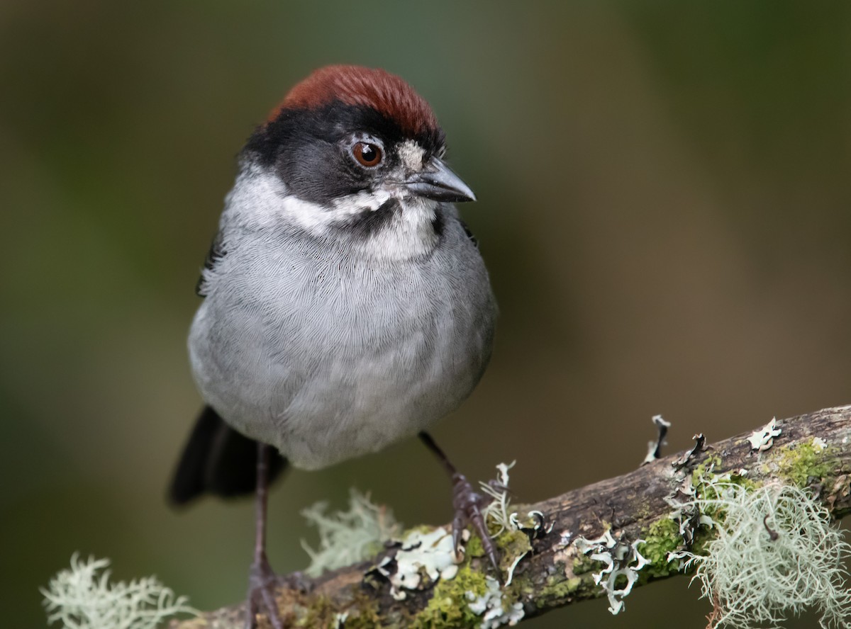 Northern Slaty Brushfinch - ML643988243
