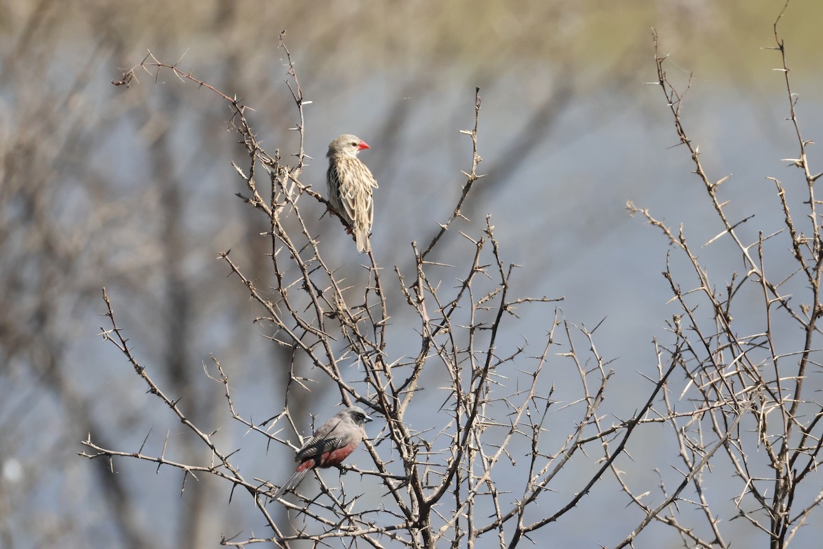 Travailleur à bec rouge - ML643988249