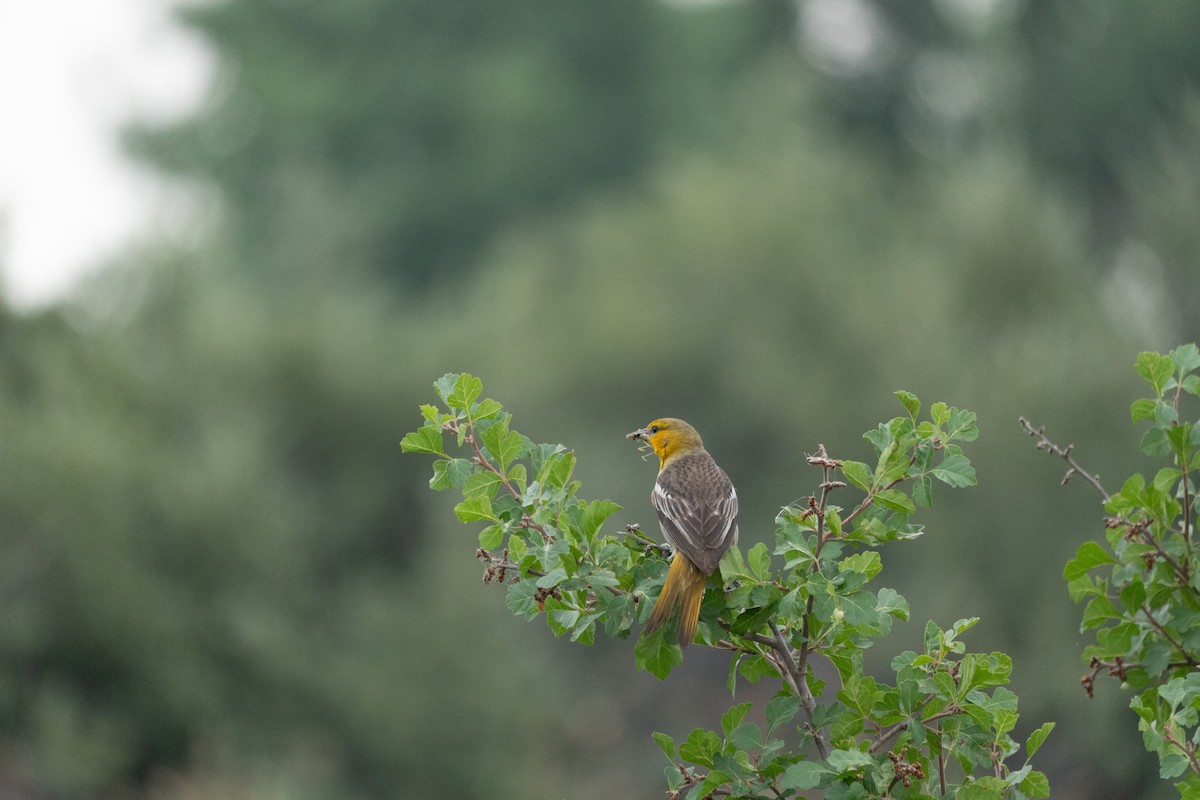 Bullock's Oriole - ML643988254