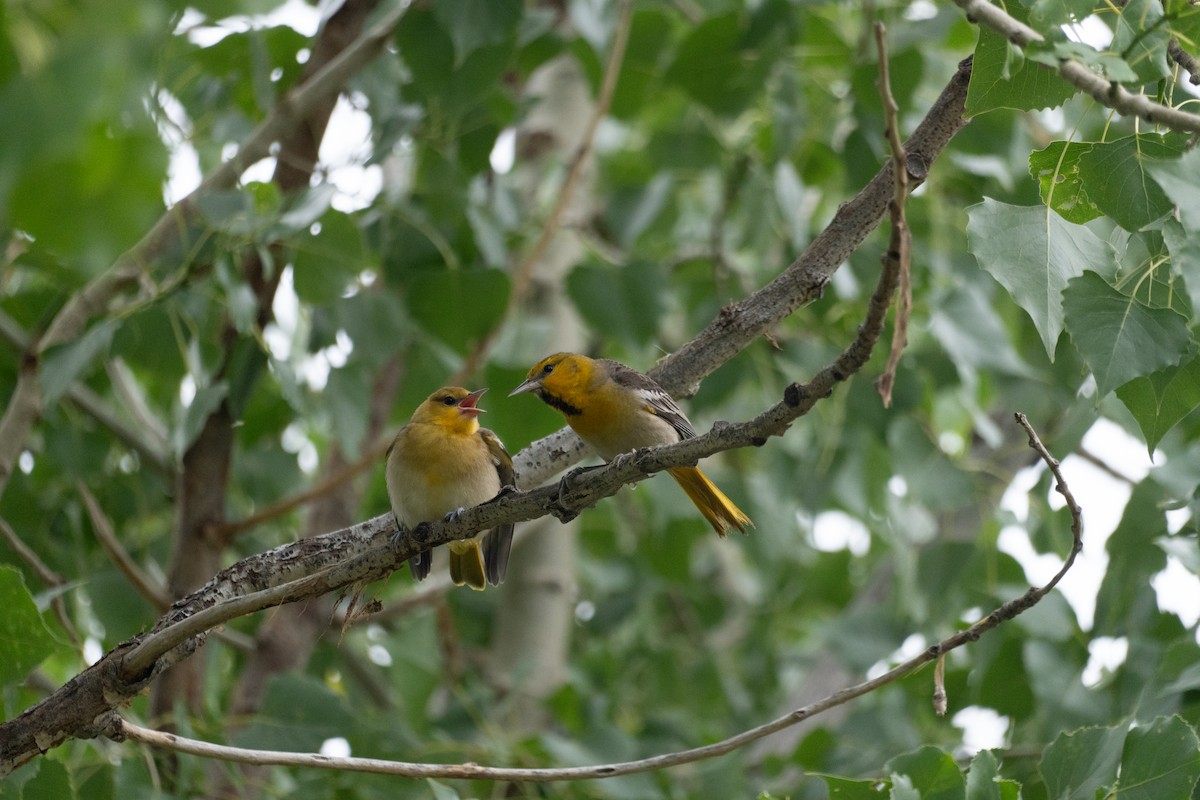 Bullock's Oriole - ML643988255