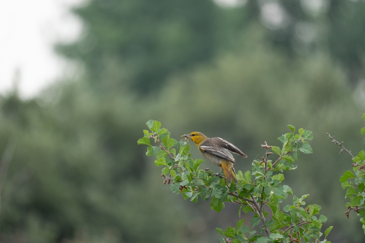 Bullock's Oriole - ML643988300