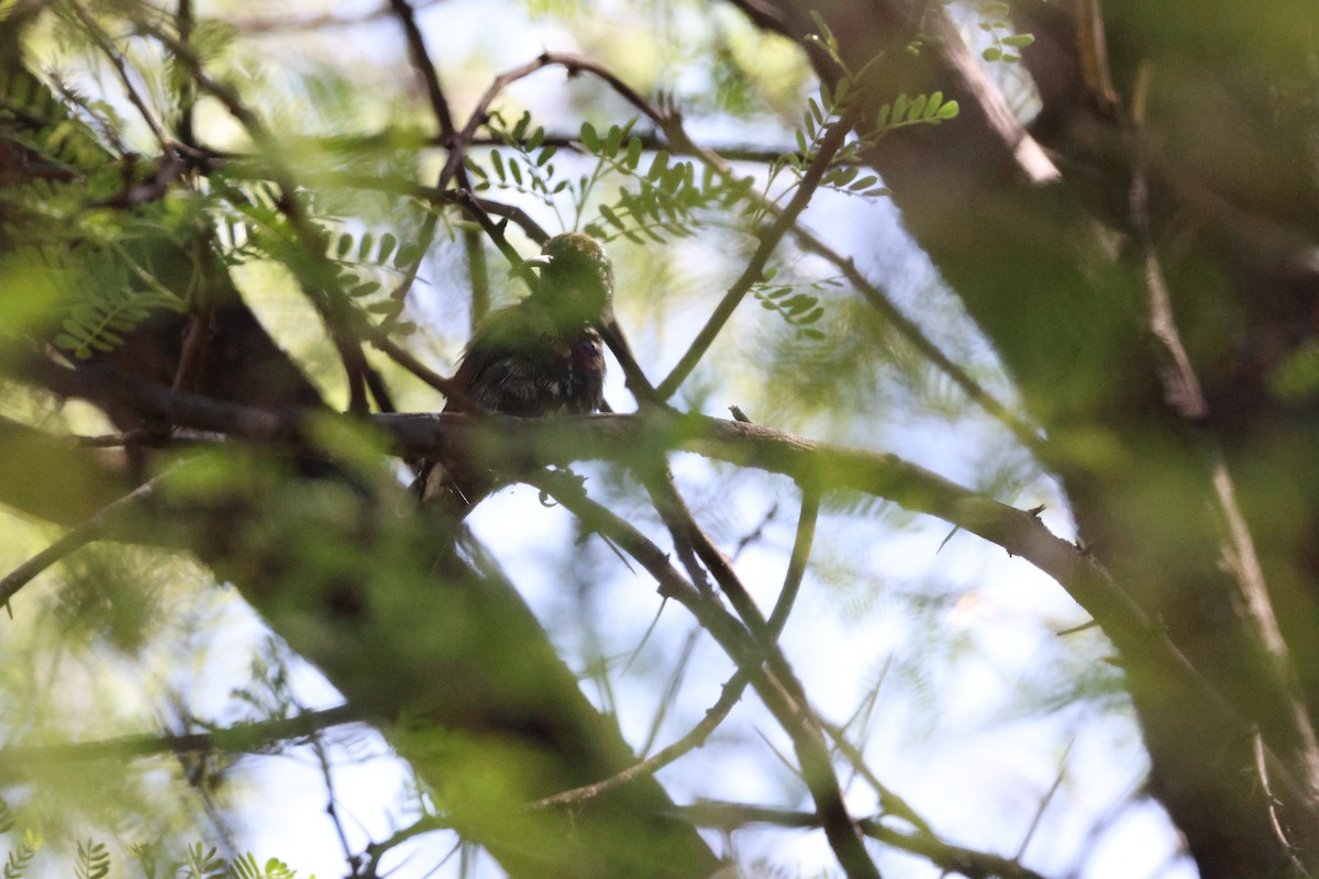 akasiesolfugl - ML643988308