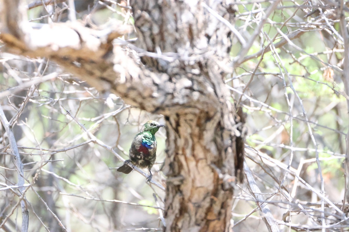 akasiesolfugl - ML643988309