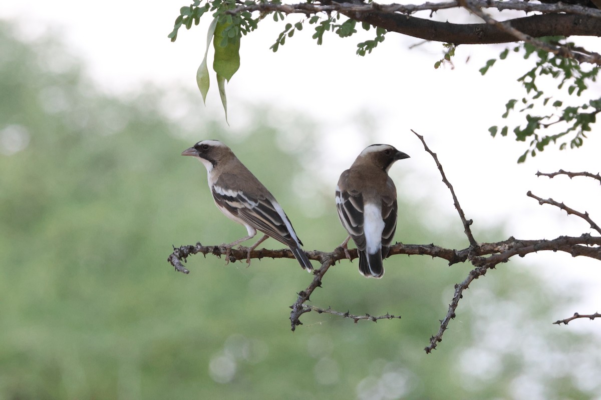 Weißbrauenweber - ML643988314