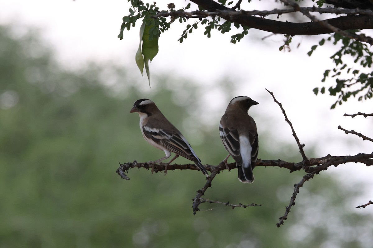 Weißbrauenweber - ML643988315