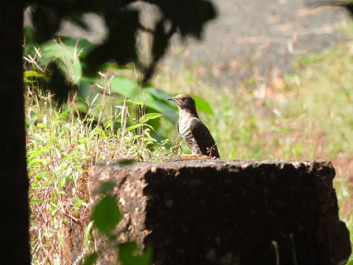 Хурган хөхөө - ML643988326