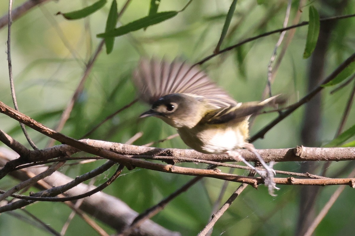 Viréo à tête noire - ML643988341
