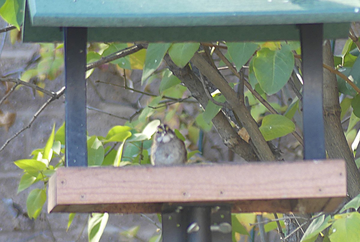 White-throated Sparrow - ML643988347