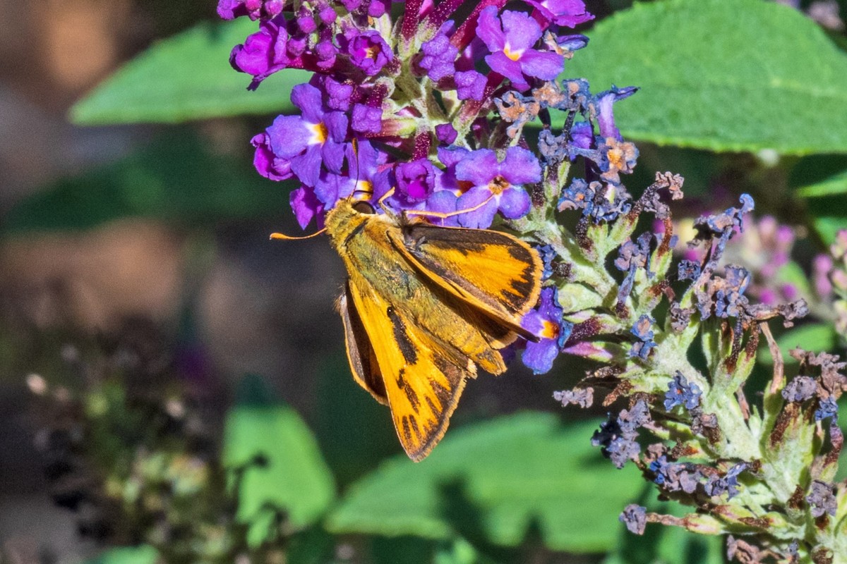 Fiery Skipper - ML643988387