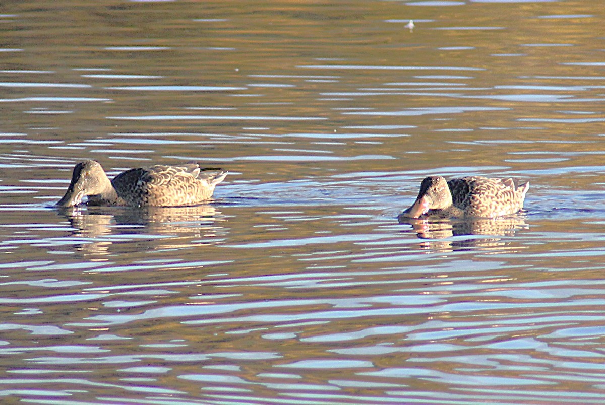 Canard souchet - ML643988398