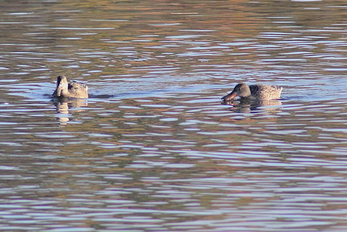Canard souchet - ML643988399