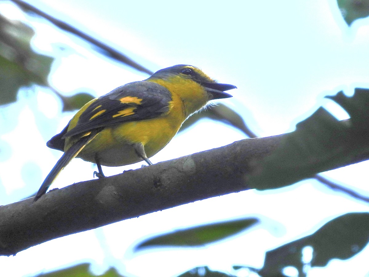 Orange Minivet - ML643988401