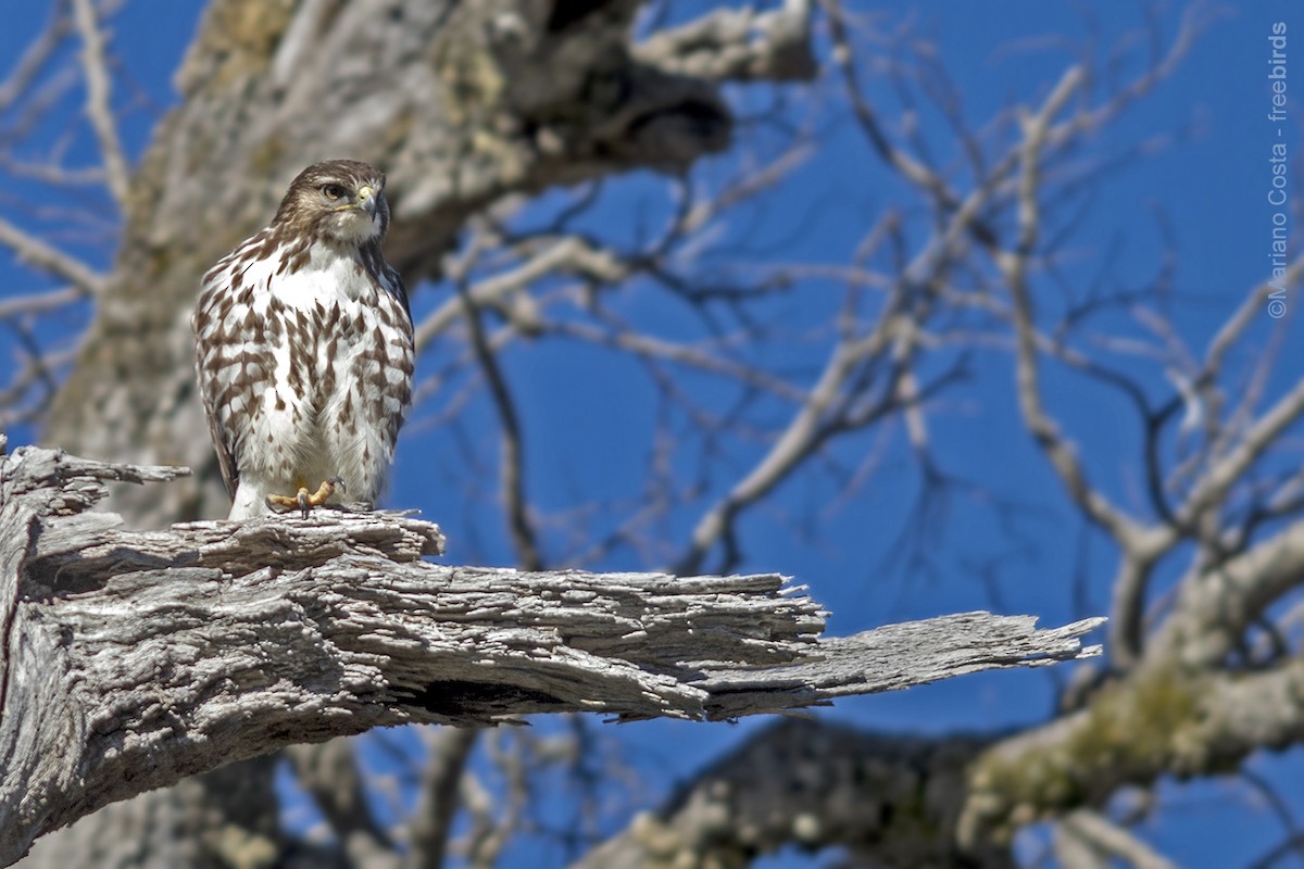 Rufous-tailed Hawk - ML643988412