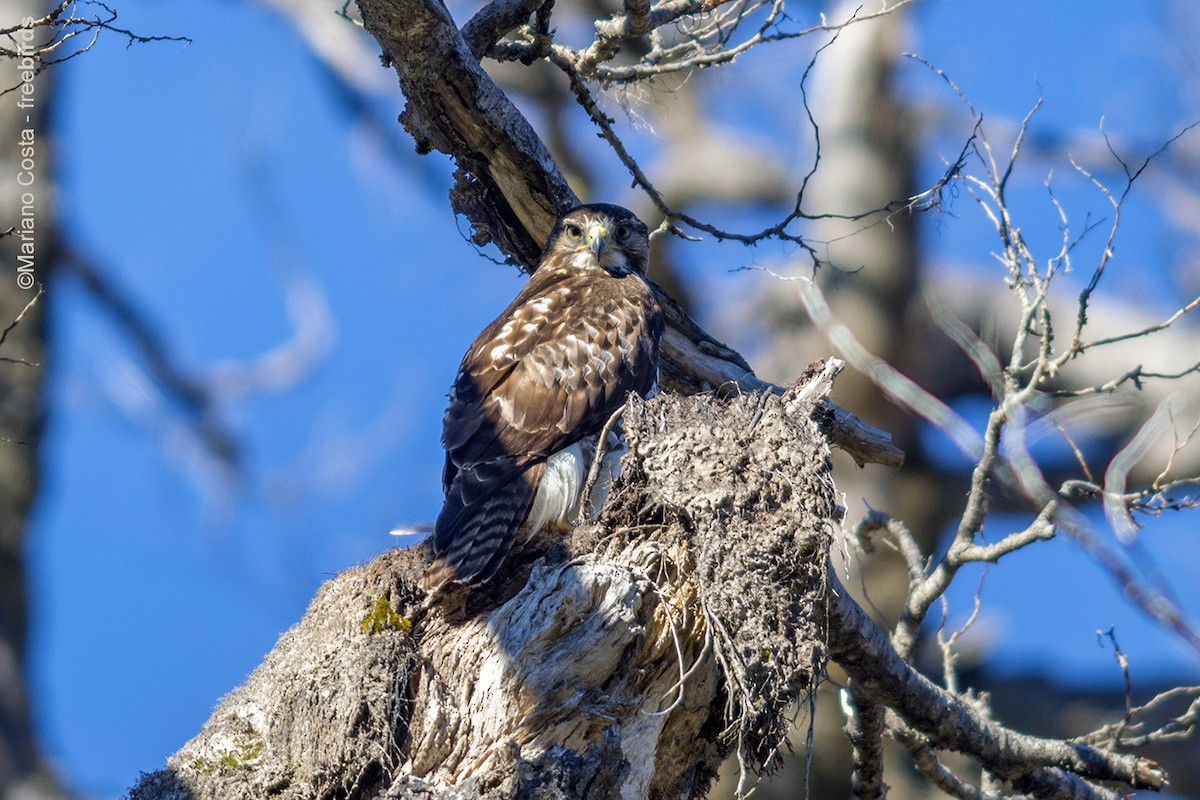 Rufous-tailed Hawk - ML643988413