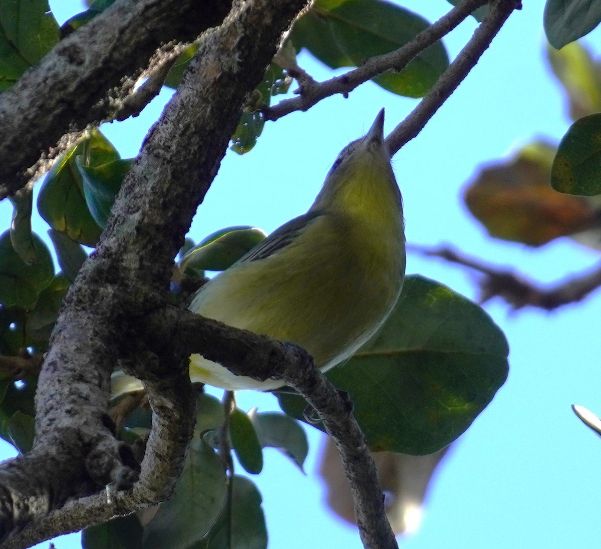 Philadelphia Vireo - ML643988466