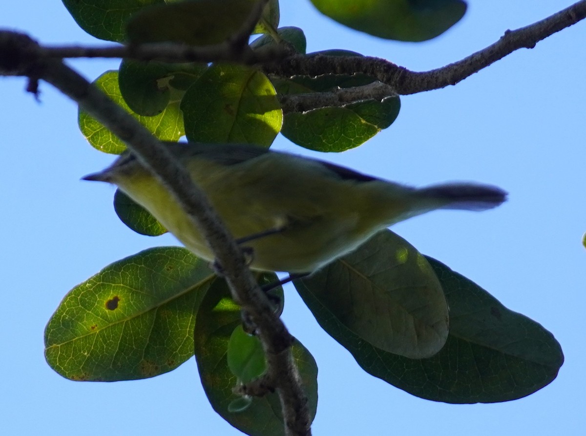 Philadelphia Vireo - ML643988467