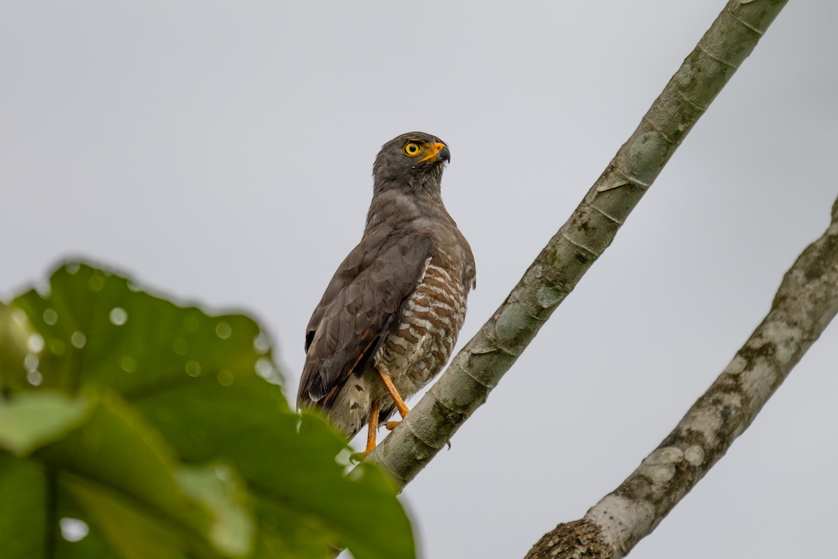 Roadside Hawk - ML643988474