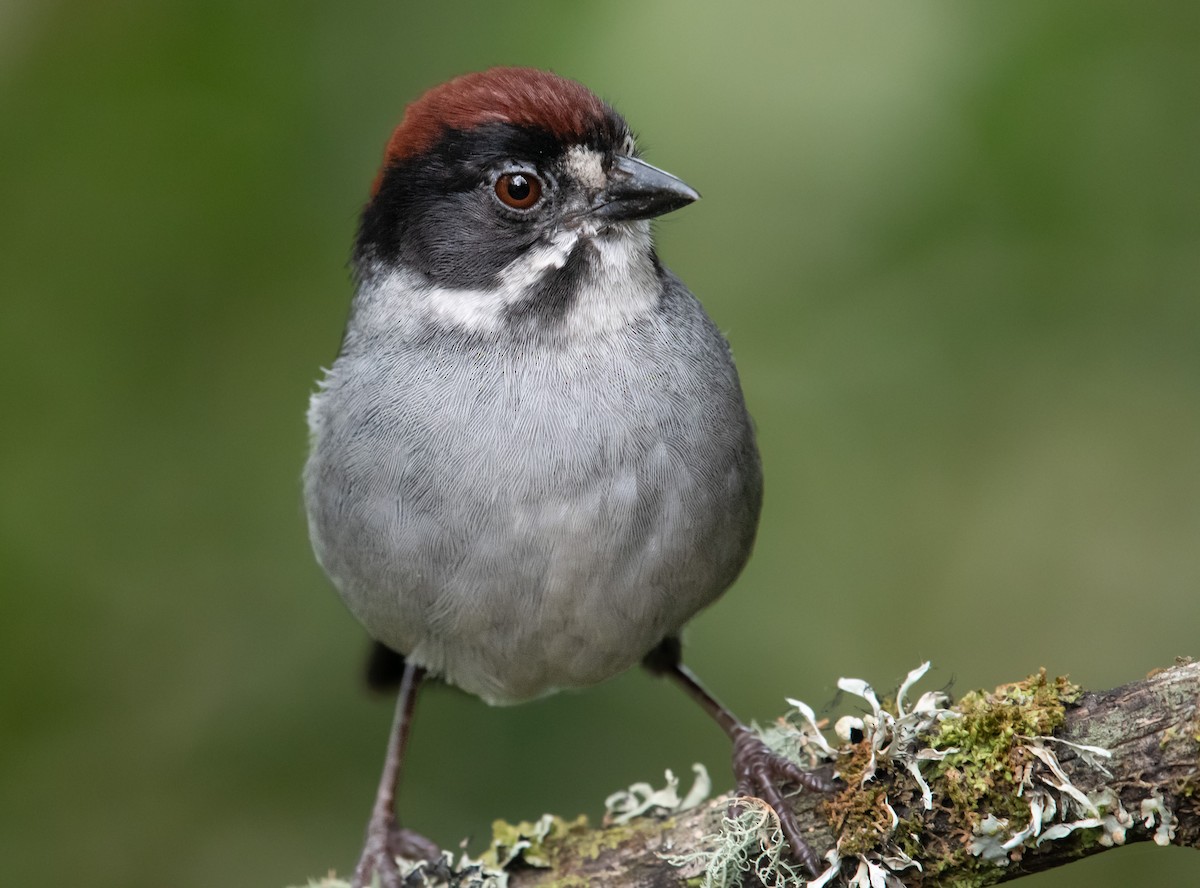 Northern Slaty Brushfinch - ML643988504